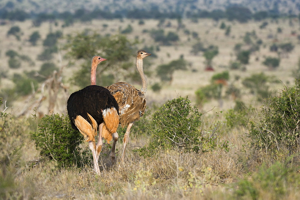 A couple of ostriches (Struthio camelus), Tsavo, Kenya, East Africa, Africa