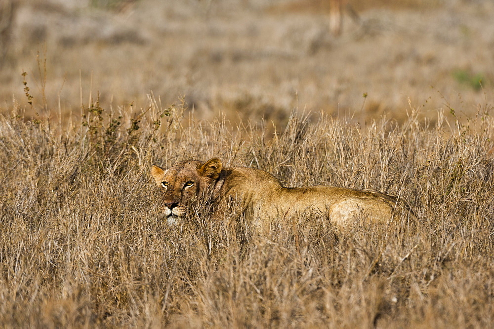 A lioness (Panthera leo) hiding in the grass, Tsavo, Kenya, East Africa, Africa