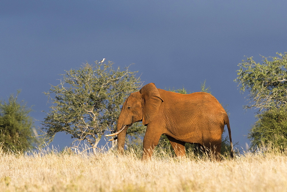 An African elephant (Loxodonta africana) walking in the bush, Tsavo, Kenya, East Africa, Africa