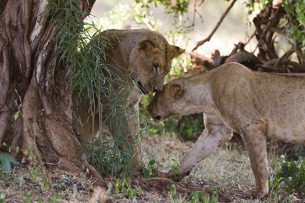 Two lions (Panthera leo) in tree shade, Tsavo, Kenya, East Africa, Africa