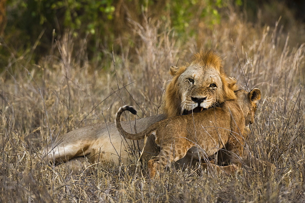 A male lion (Panthera leo) with its cub, Tsavo, Kenya, East Africa, Africa