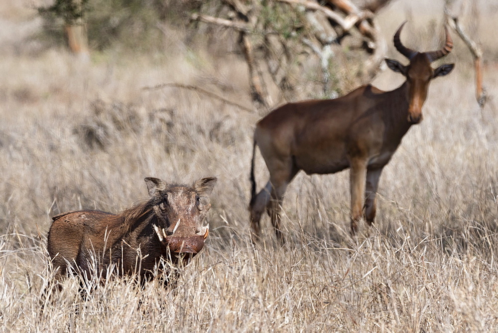 Portrait of a Warthog (Phacochoerus africanus), with an hartebeest (Alcelaphus buselaphus) in background, Tsavo, Kenya, East Africa, Africa