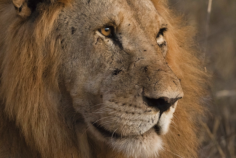 Close up portrait of a lion (Panthera leo), Tsavo, Kenya, East Africa, Africa