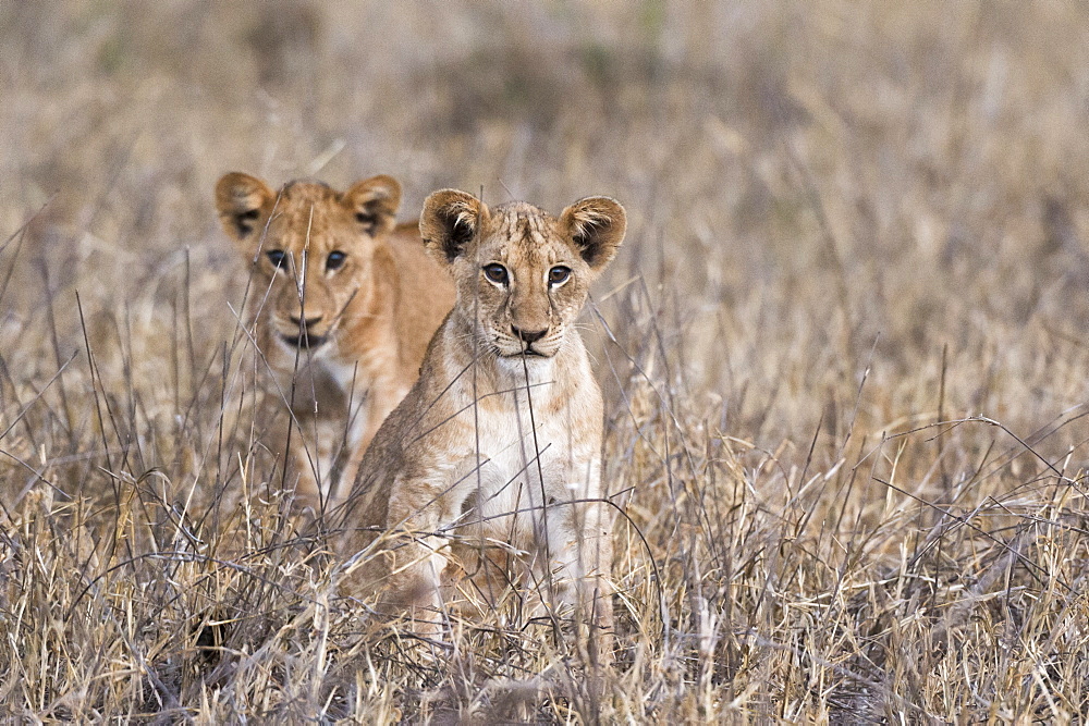 Two lion cubs (Panthera leo), one looking at the camera, Tsavo, Kenya, East Africa, Africa