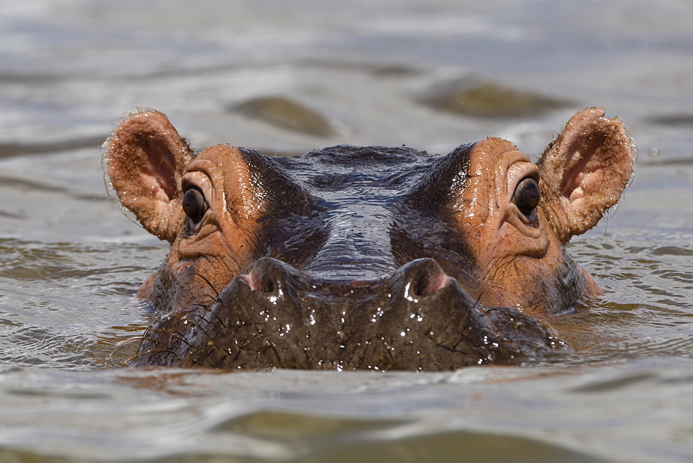 Close up of an hippopotamus (Hippopotamus amphibius) submerged in Lake Gipe and looking at the camera, Tsavo, Kenya, East Africa, Africa