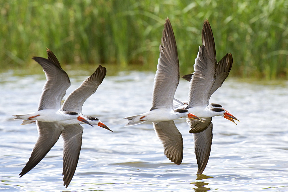 African skimmers (Rynchops flavirostris) in flight over Lake Gipe, Tsavo, Kenya, East Africa, Africa