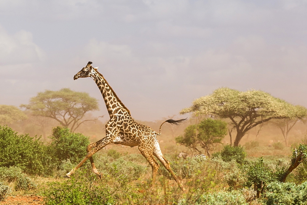 A Maasai giraffe (Giraffa camelopardalis tippelskirchi) running in a dust storm, Tsavo, Kenya, East Africa, Africa