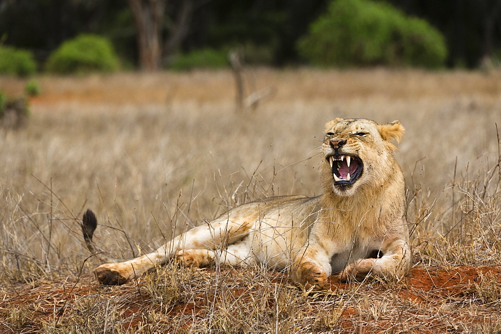 A lion (Panthera leo) yawning, Tsavo, Kenya, East Africa, Africa