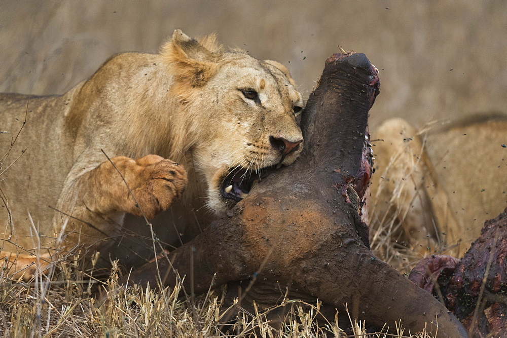 A sub-adult male lion (Panthera leo) feeding on a buffalo kill, Tsavo, Kenya, East Africa, Africa