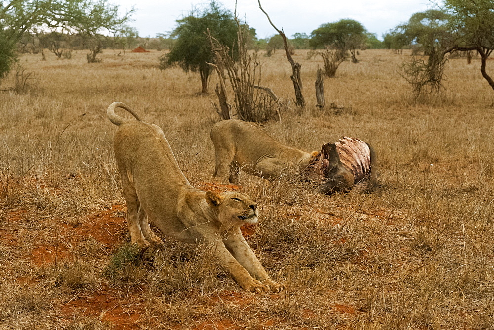 Two lions (Panthera leo) feeding on a buffalo kill, Tsavo, Kenya, East Africa, Africa