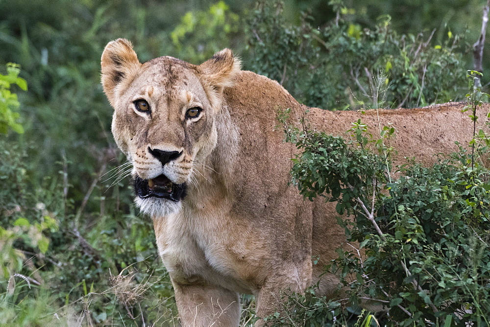 Portrait of a lioness (Panthera leo) in the bush on a kopje known as Lion Rock in Lualenyi reserve, Tsavo, Kenya, East Africa, Africa