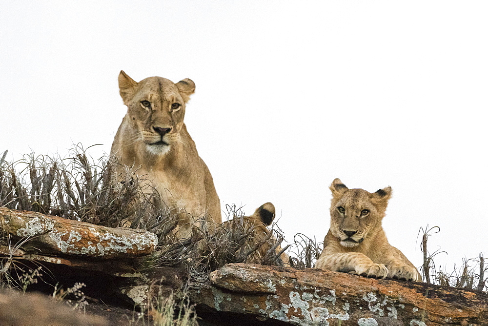 A lioness and cubs (Panthera leo) on a kopje known as Lion Rock in Lualenyi reserve, Tsavo, Kenya, East Africa, Africa