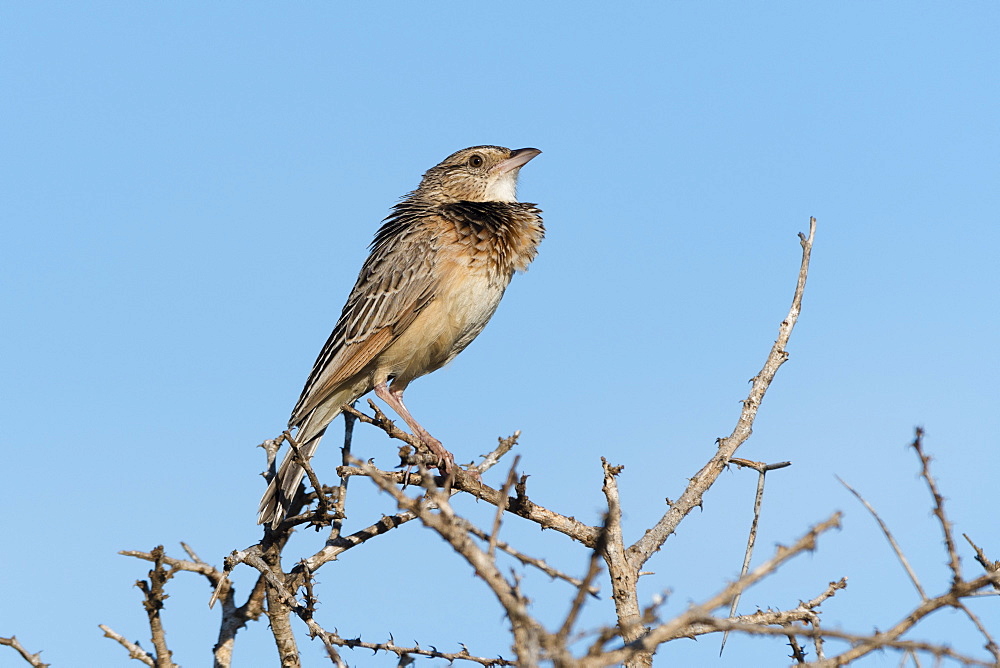 A red-winged lark (Mirafra hypermetra) perching, Tsavo, Kenya, East Africa, Africa