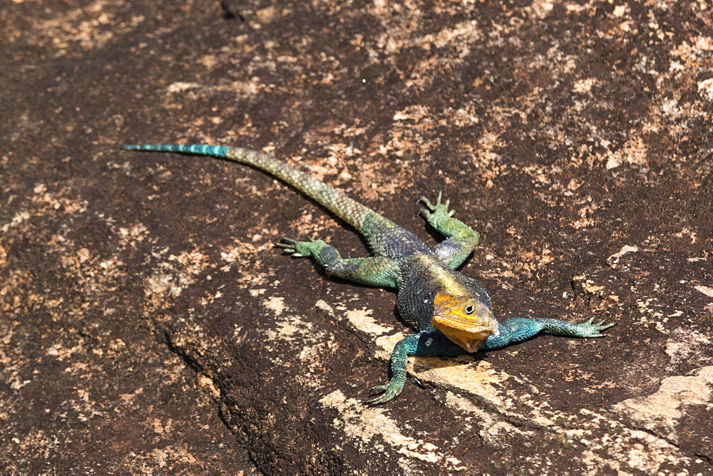 A common agama (Agama agama) on a rock, Tsavo, Kenya, East Africa, Africa