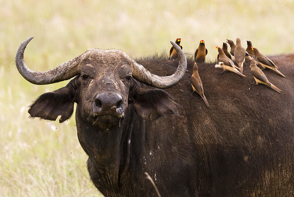 Yellow-billed oxpeckers (Buphagus africanus) on the back of an African buffalo (Syncerus caffer), Tsavo, Kenya, East Africa, Africa