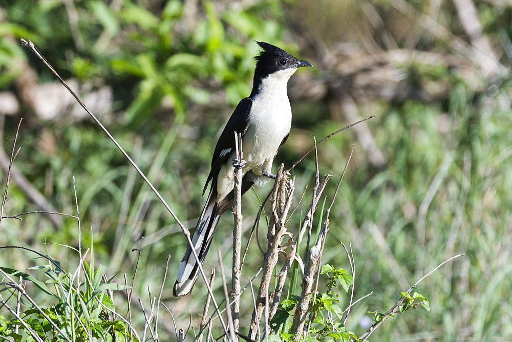 A black and white cuckoo (Oxylophus jacobinus), perching, Tsavo, Kenya, East Africa, Africa