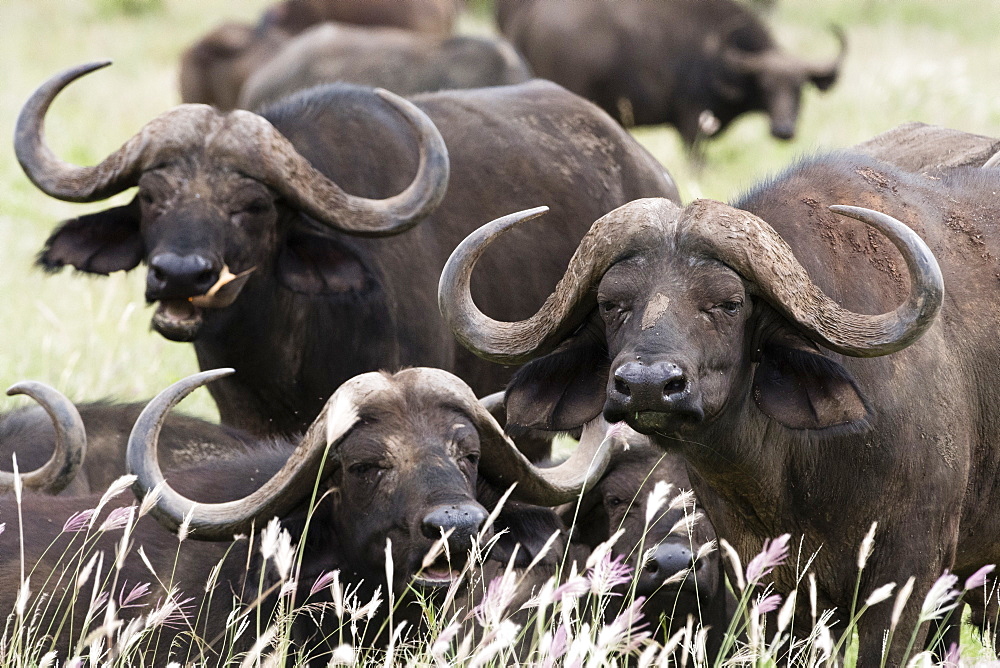 African buffalos (Syncerus caffer), looking at the camera, Tsavo, Kenya, East Africa, Africa