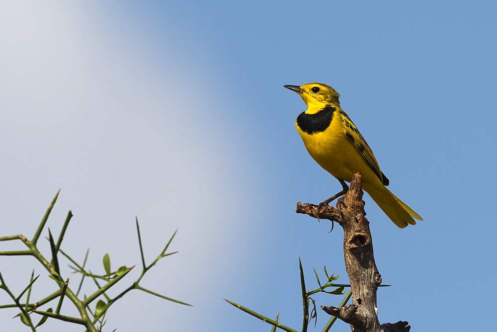 A male golden pipit (Tmetothylacus tenellus) on a branch, Tsavo, Kenya, East Africa, Africa