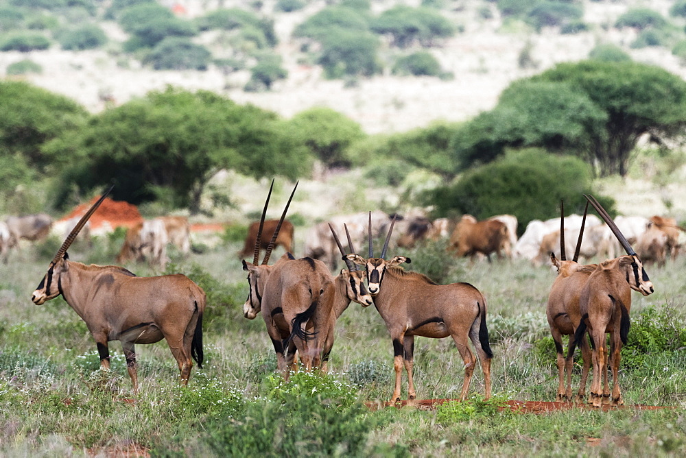 East African oryx (Oryx beisa) passing by a cattle herd illegally grazing in the Tsavo West National Park, Kenya, East Africa, Africa