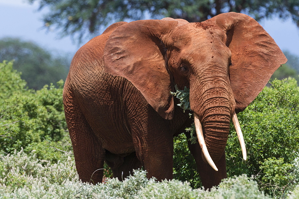 African elephant (Loxodonta africana), Tsavo, Kenya, East Africa, Africa