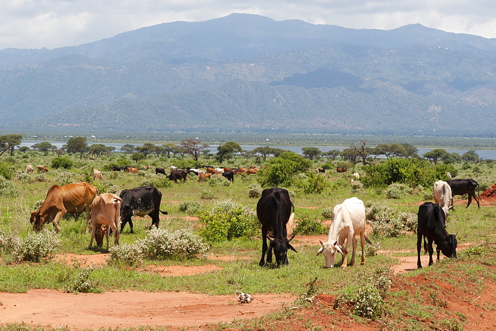 Cattle illegally grazing into the Tsavo West National Park near Lake Gipe, Kenya, East Africa, Africa