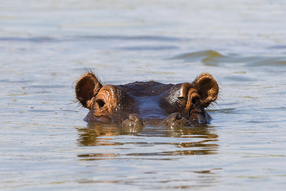 A Hippopotamus (Hippopotamus amphibius) looking at the camera, Tsavo, Kenya, East Africa, Africa