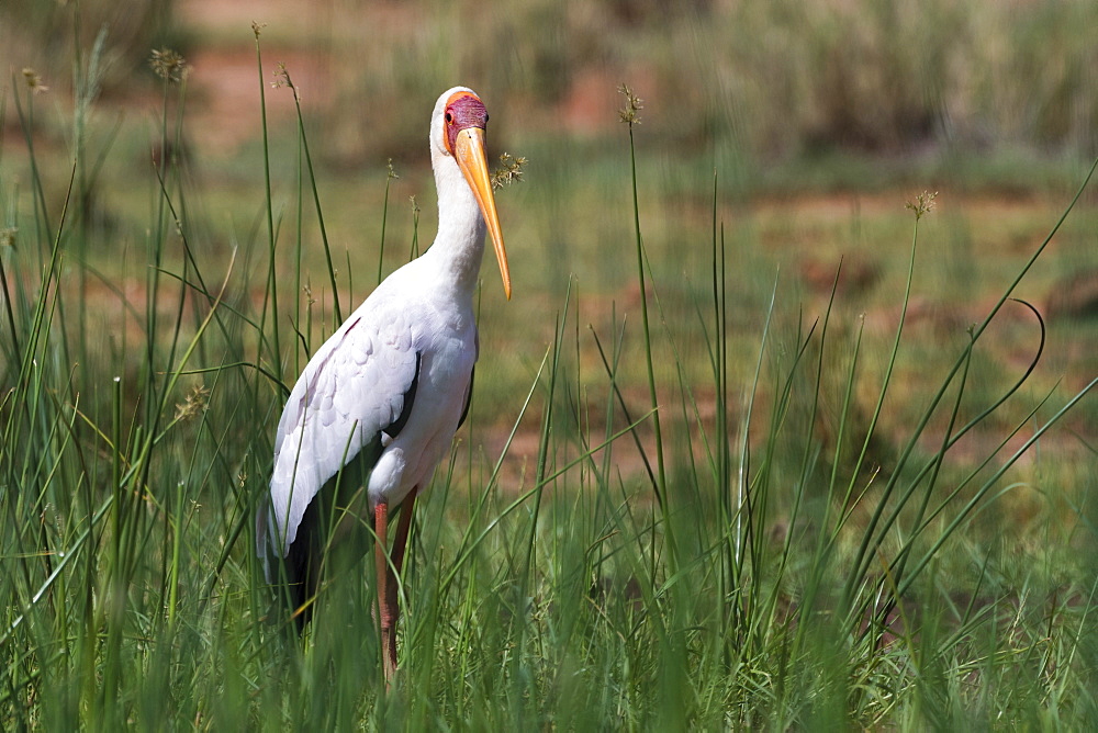 A yellow-billed stork (Mycteria ibis), Tsavo, Kenya, East Africa, Africa