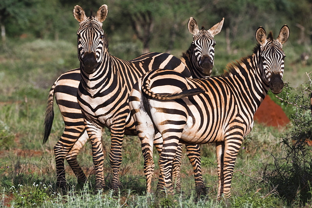 Portrait of three common zebras (Equus quagga) in a green savannah, looking at the camera, Tsavo, Kenya, East Africa, Africa