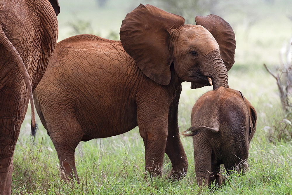 A young African elephant (Loxodonta africana) and a calf, Tsavo, Kenya, East Africa, Africa