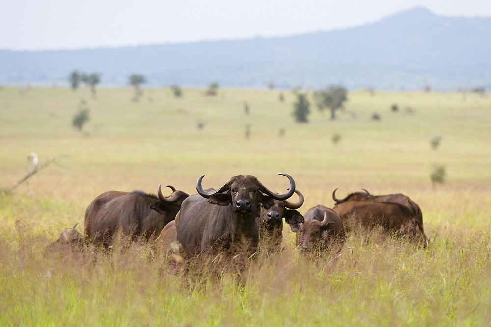 African buffalos (Syncerus caffer), Tsavo, Kenya, East Africa, Africa