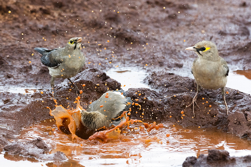 Wattled starlings (Creatophora cinerea) in a water pool, Tsavo, Kenya, East Africa, Africa