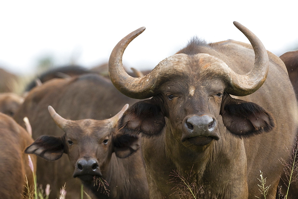 African buffalos (Syncerus caffer), Tsavo, Kenya, East Africa, Africa