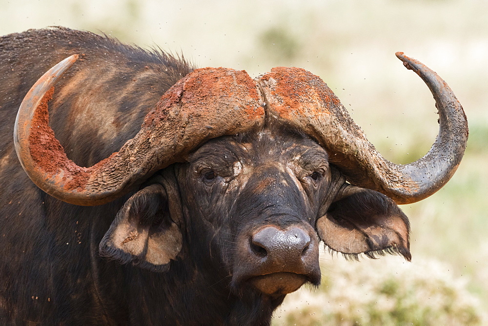 African buffalo (Syncerus caffer), Tsavo, Kenya, East Africa, Africa