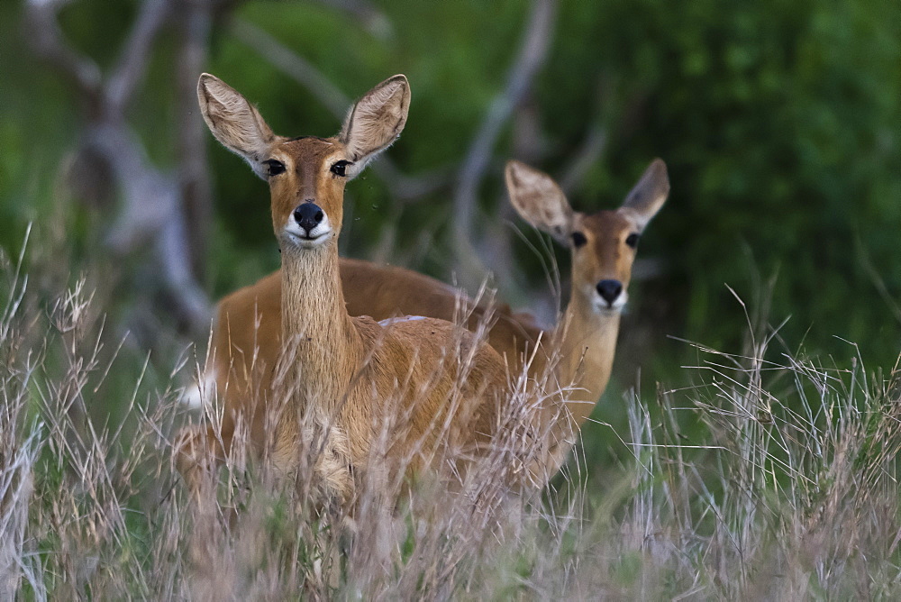 Female impalas (Aepyceros melampus), Tsavo, Kenya, East Africa, Africa