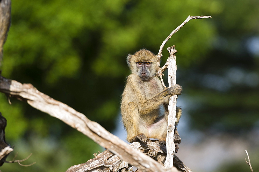 A baby yellow baboon (Papio hamadryas cynocephalus), resting on a tree branch, Tsavo, Kenya, East Africa, Africa