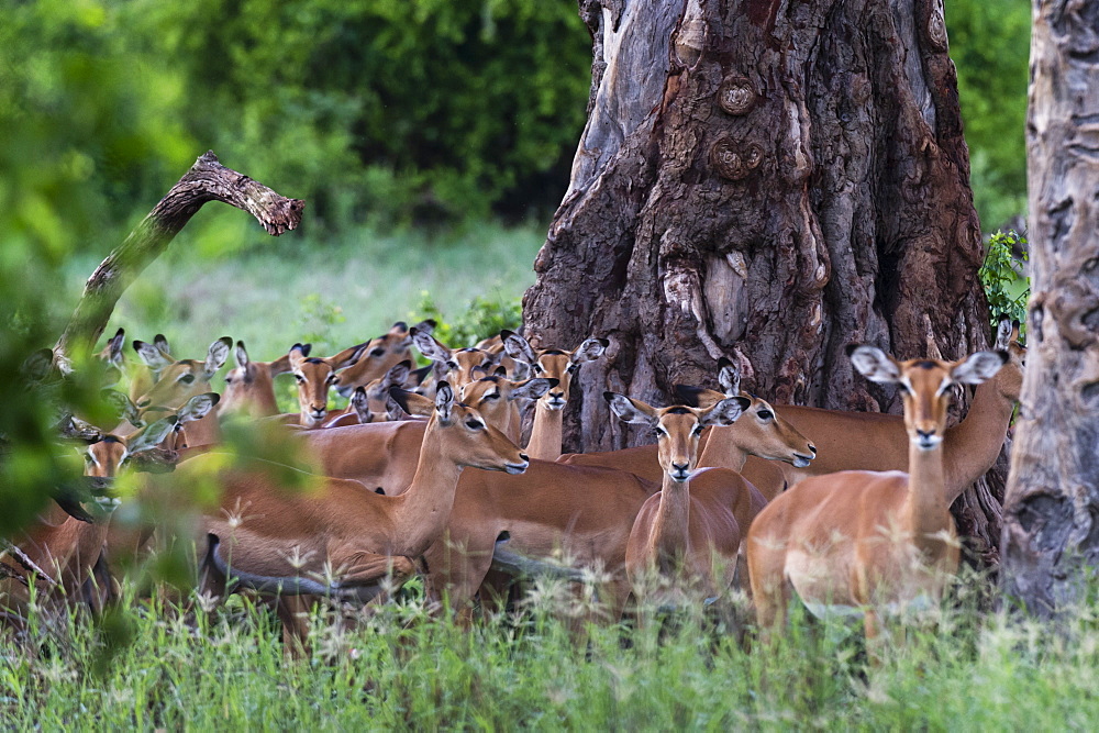 An harem of female impalas (Aepyceros melampus), Tsavo, Kenya, East Africa, Africa