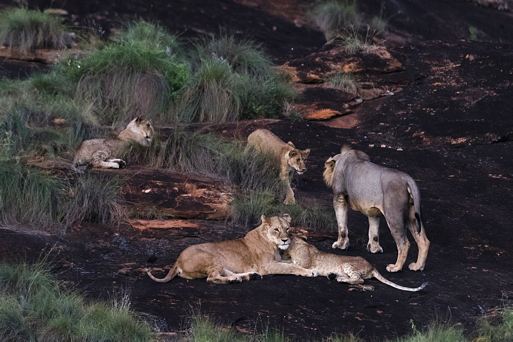 A lion pride (Panthera leo) at dusk on a kopje known as Lion Rock in Lualenyi reserve, Tsavo, Kenya, East Africa, Africa