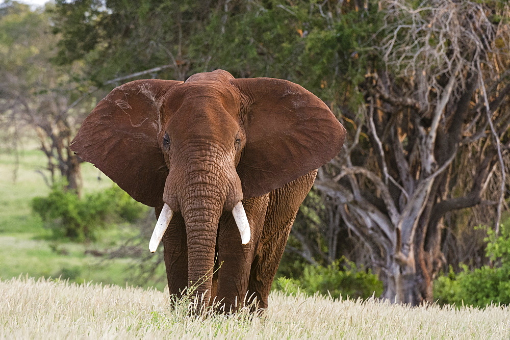 Portrait of an African elephant (Loxodonta africana), looking at the camera, Tsavo, Kenya, East Africa, Africa