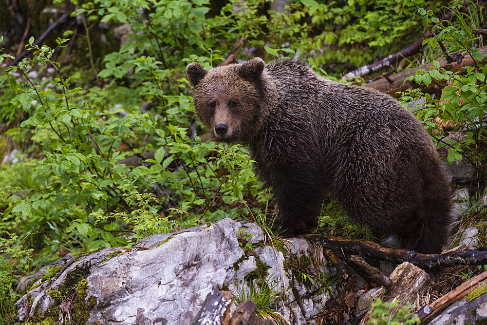 European brown bear (Ursus arctos), Slovenia, Europe