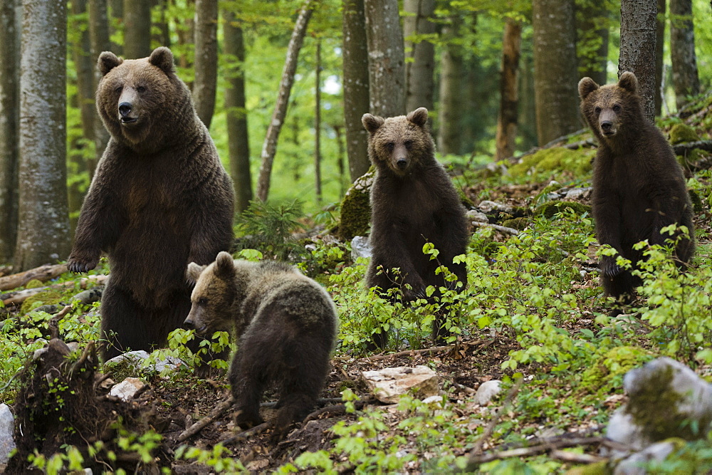 European brown bears (Ursus arctos) and cubs, Slovenia, Europe