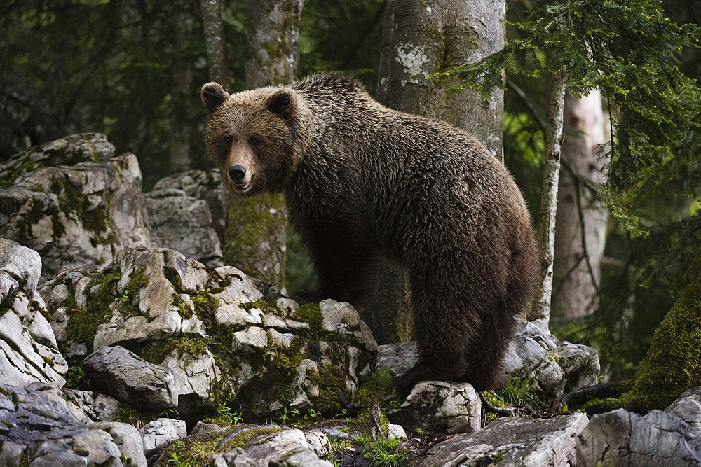 European brown bear (Ursus arctos), Slovenia, Europe