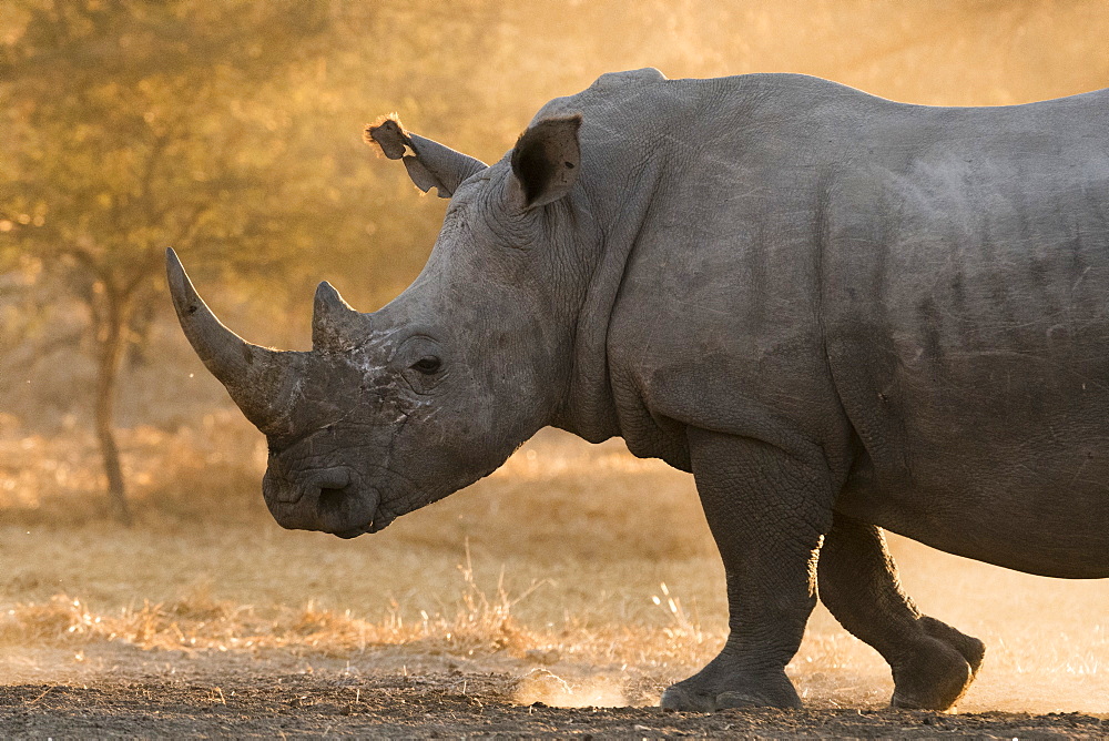 A white rhinoceros (Ceratotherium simum) walking in a cloud of dust at sunset, Botswana, Africa