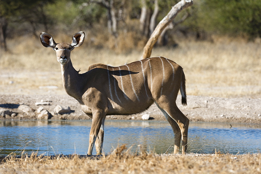 Greater kudu (Tragelaphus strepsiceros), Kalahari, Botswana, Africa