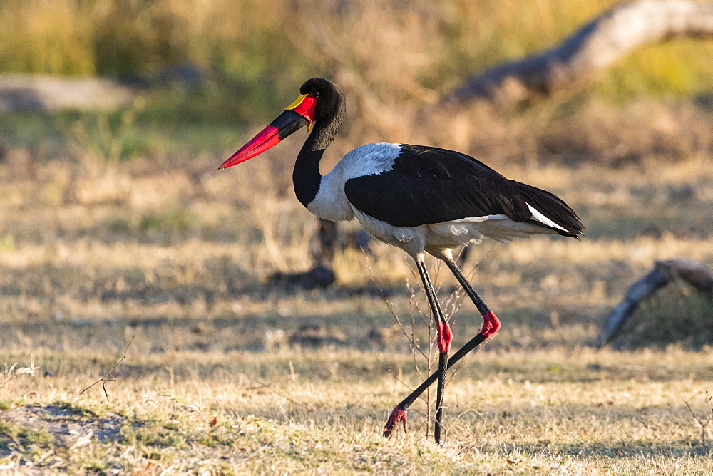 Saddle-billed stork (Ephippiorhynchus senegalensis), Moremi Game Reserve, Okavango Delta, Botswana, Africa