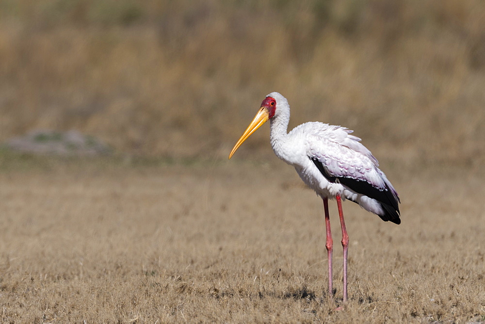 Yellow-billed stork (Mycteria ibis), Moremi Game Reserve, Okavango Delta, Botswana, Africa