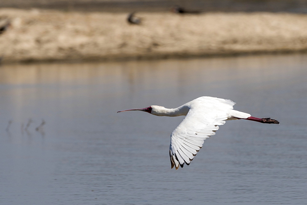 African Spoonbill (Platalea alba), Moremi Game Reserve, Okavango Delta, Botswana, Africa