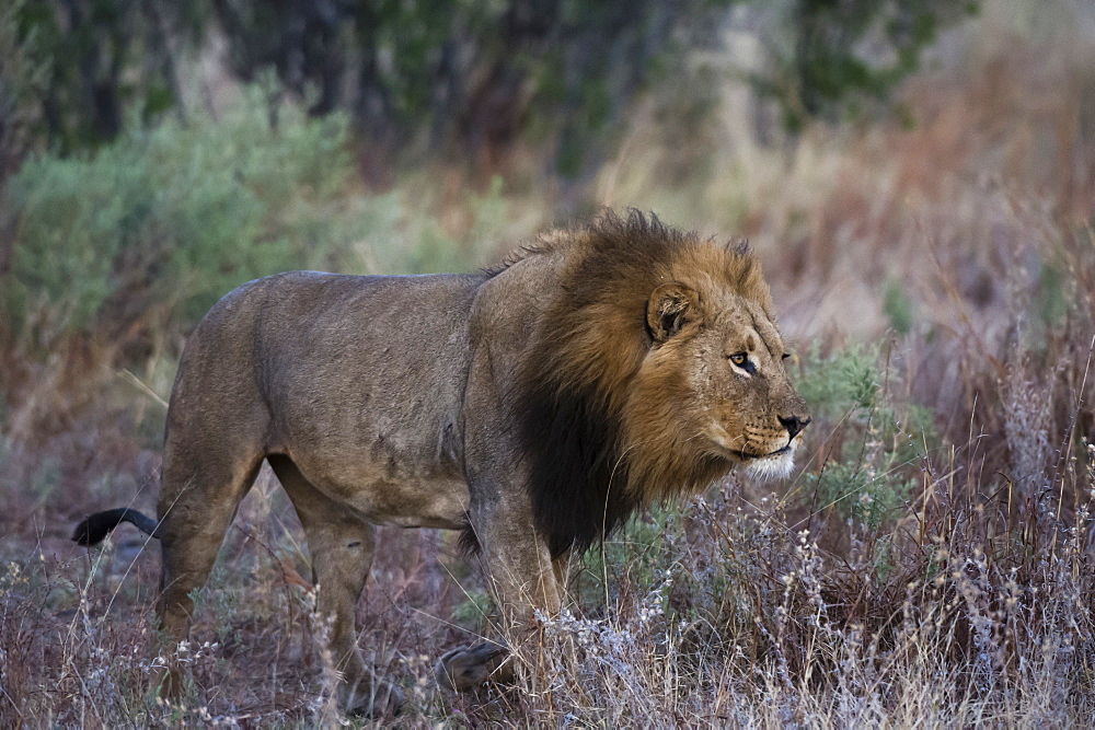 A male lion (Panthera leo) patrolling, Botswana, Africa