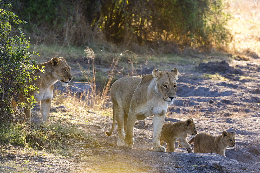 Lions (Panthera leo), Khwai Conservation Area, Okavango Delta, Botswana, Africa