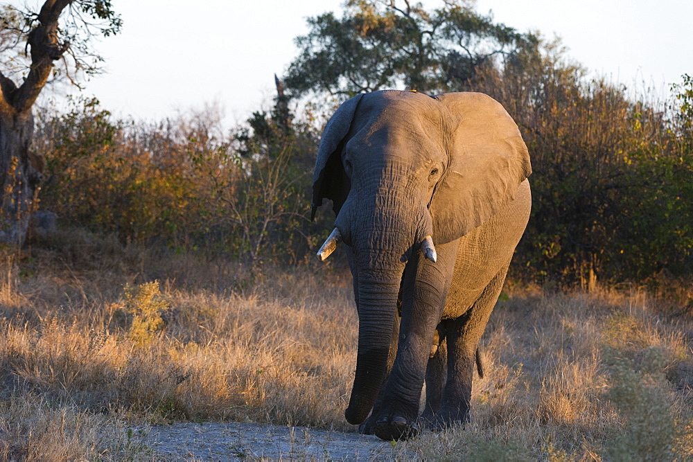 African elephant (Loxodonta africana), Khwai Conservation Area, Okavango Delta, Botswana, Africa