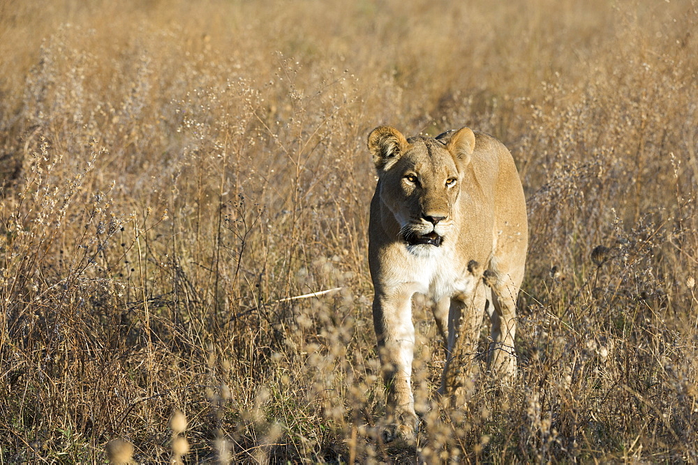 Lion (Panthera leo), Savuti, Chobe National Park, Botswana, Africa